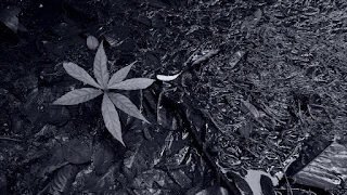 Hitam-putih di Waduk Macritchie