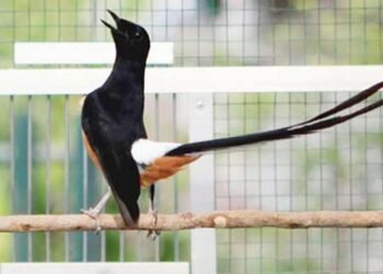 Orang Singapura Juga Hobi Burung Kicauan