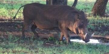 Penampakan Babi Hutan di Hutan Singapura
