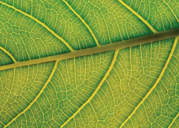 Dancing Leaf I (meditation video)