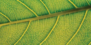 Dancing Leaf I (meditation video)