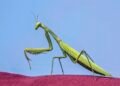 Aliens aka praying mantis in Singapore