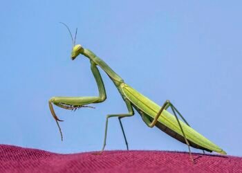 Aliens aka praying mantis in Singapore