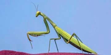 Aliens aka praying mantis in Singapore