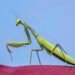 Aliens aka praying mantis in Singapore