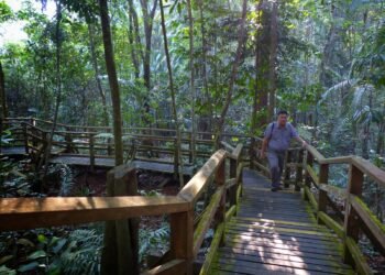 Harmoni Babi Hutan dan Prata India