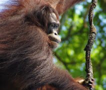 Ah Meng dan Lubang Jalan