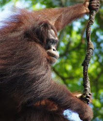 Ah Meng dan Lubang Jalan