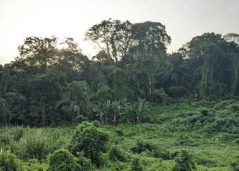 Singapura Punya Hutan