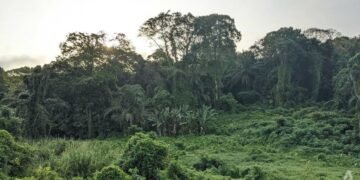 Singapura Punya Hutan