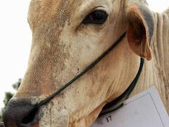 Sapi Bernama HM. Sani