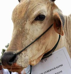 Sapi Bernama HM. Sani