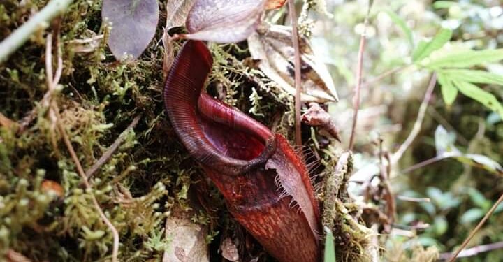 “Ketika Pulang dengan Sepatu Bersih”