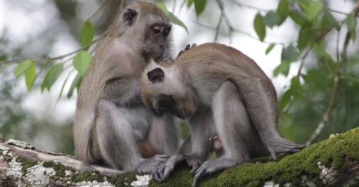 Monyet Ekor Panjang di Sebuah Pojok Singapura