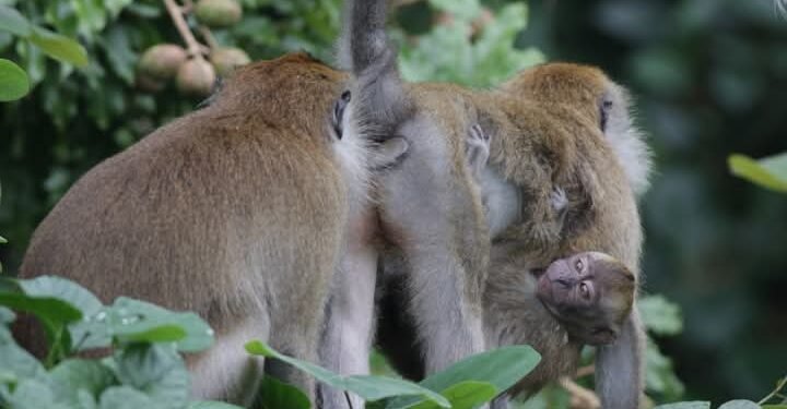 Monyet Ekor Panjang di Sebuah Pojok Singapura