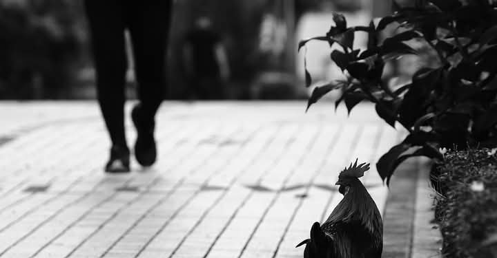 Hitam-Putih dengan 7D2