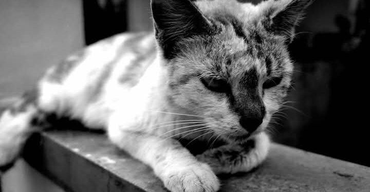 Kucing-kucing Mudik